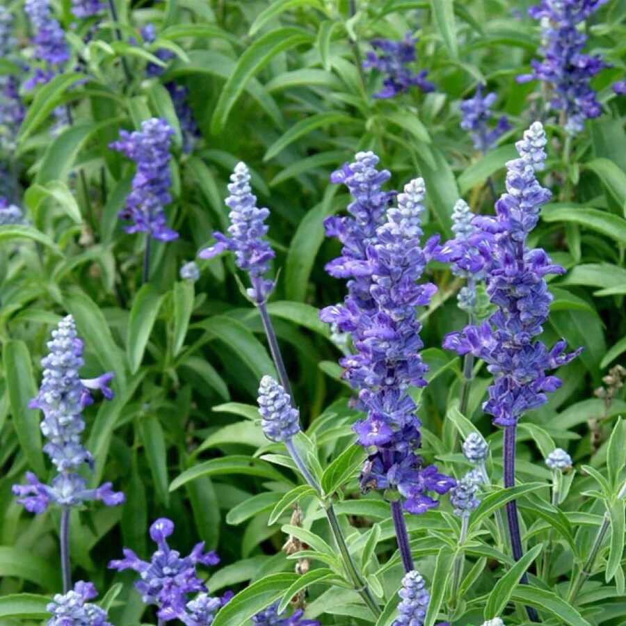  Adaçayı Tohumu Yerli Salvia  Officinalis 50 Adet