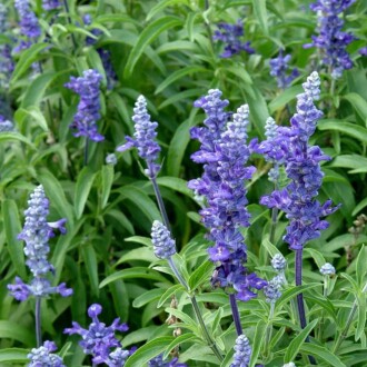 ADAÇAYI Seed Salvia  officinalis 50 Seeds