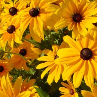 AFRİKA PAPATYASI Seed Rudbeckia 100 Seeds