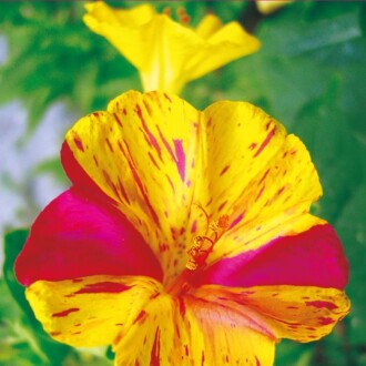 AKŞAM  SEFASI Tohumu Yerli Mirabilis jalapa 25 adet 