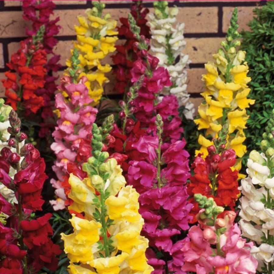  Aslanağzı Tohumu Yerli Antirrhinum  Majus 100 Adet