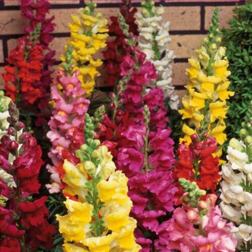 ASLANAĞZI Tohumu Yerli Antirrhinum majus 100 adet - 1