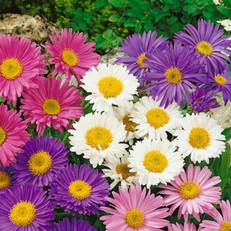 ASTER Tohumu Yerli Aster L. 50 adet 