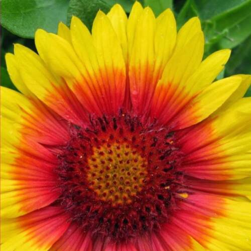 AY YILDIZ Tohumu Yerli Gaillardia 50 adet - 1