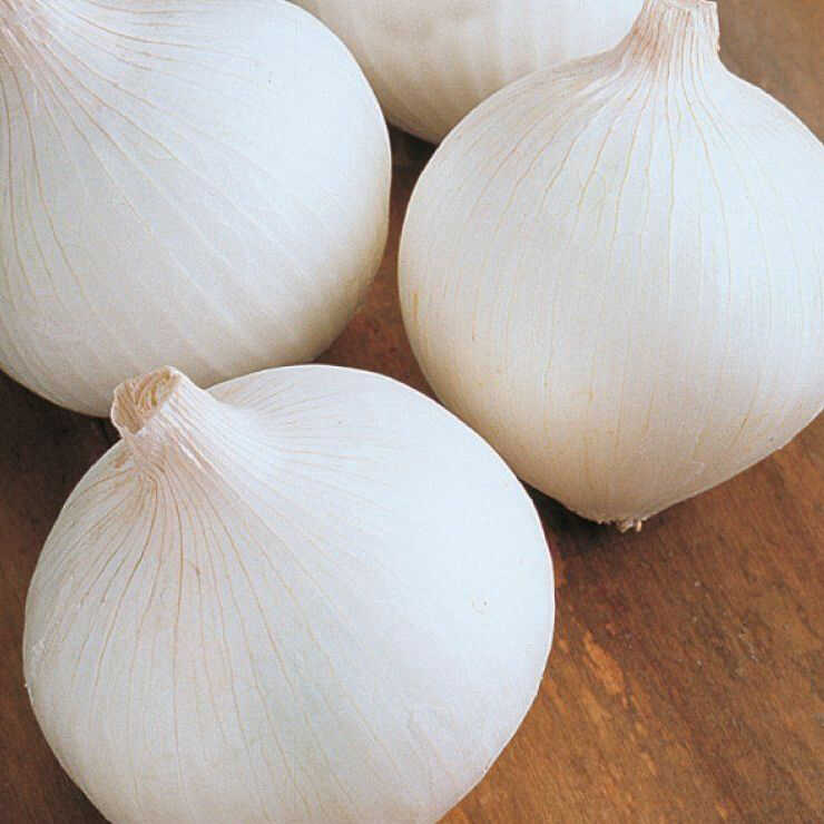  Beyaz Soğan Tohumu Yerli 5 Gram