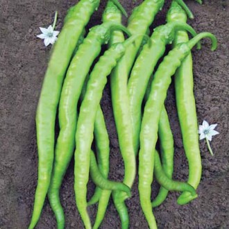 Pepper Chili ILICA Seed 5 gram