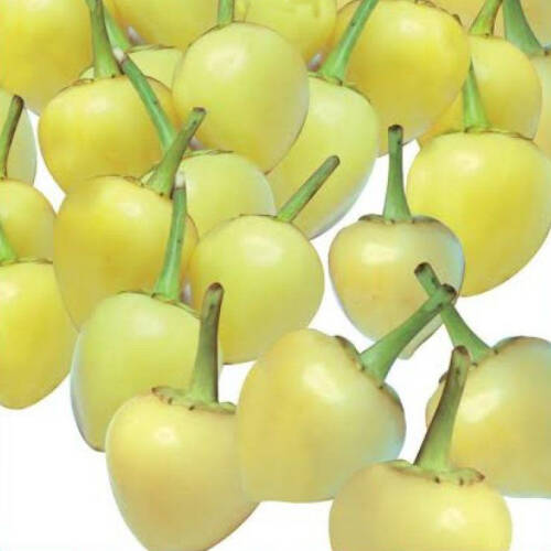 BİBER Tohumu Yerli BİBER-MİSKET 5 gram - 1