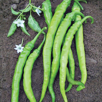 Pepper CETINEL Seed 5 gram