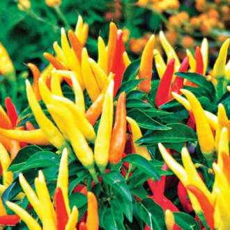 PEPPER Seed Yellow  5 grams