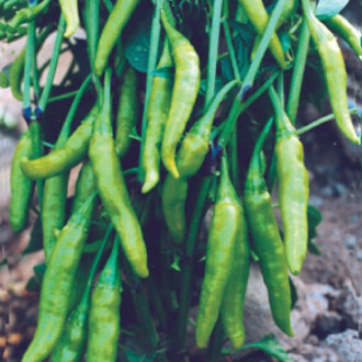 BİBER Tohumu Yerli SÜS CİN AŞAĞIBAKAN 5 gram 