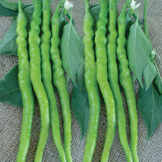 Sweet Pepper Seed 5 gram