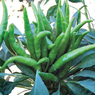 Pepper YEDIVEREN Seed 5 gram