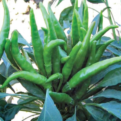 BİBER Tohumu Yerli YEDİVEREN YUKARIBAKAN 5 gram - 1