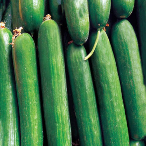 ÇENGELKÖY Tohumu Yerli Hıyar 5 gram - 1