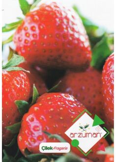 Arzuman Strawberry Seeds (Fragaria) 100 pcs
