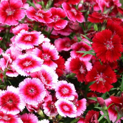 ÇİN KARANFİLİ Tohumu Yerli Dianthus chinensis 100 adet - 1