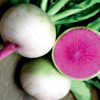 ÇİN TURP Tohumu 5 gram 