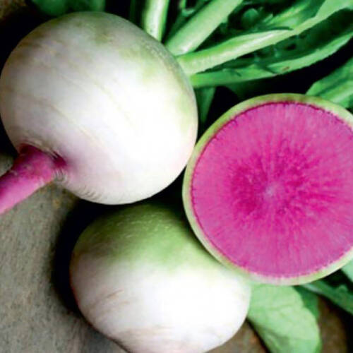 ÇİN TURP Tohumu 5 gram - 1