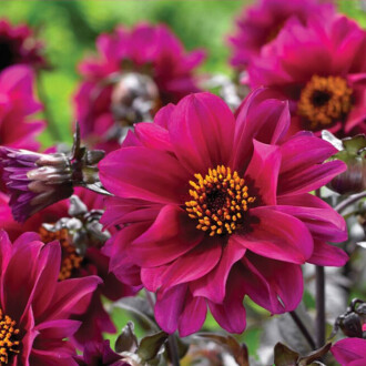 DAHLİA   Seed Dahlia 30 Seeds
