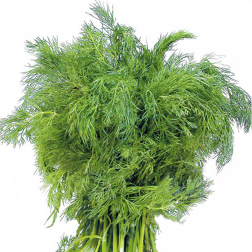 DEREOTU Tohumu Yerli 10 gram - 1