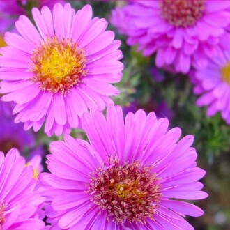 DİLBER KİRPİĞİ Tohumu Yerli Aster L. 50 adet 