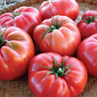 Tomato Seed Villager 500 Seeds