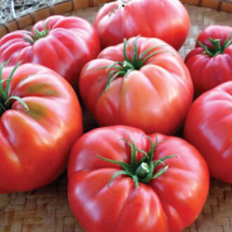 DOMATES Tohumu Yerli Köy tipi 500 adet 