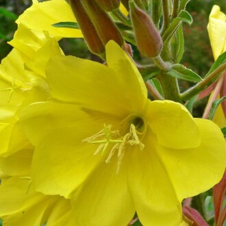 EZAN ÇİÇEĞİ Seed Oenothera 100 Seeds