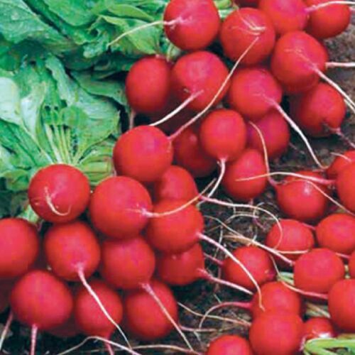 Fındık Turp Tohumu 25 Gr - 2