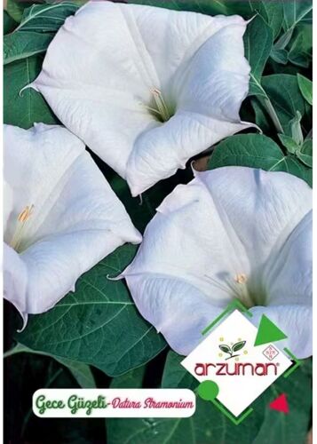 Gece Güzeli Tohumu Datura Stramonium 15 Adet - 1
