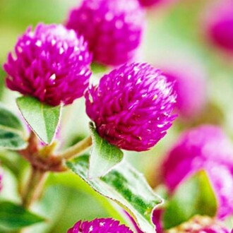 HANIM DÜĞMESİ Tohumu Yerli Gomphrena  globosa 20 adet 