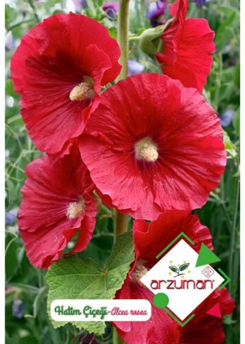 Hatim Çiçeği Tohumu Alcea Rosea 50 Adet - 1