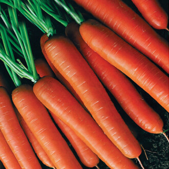 HAVUÇ Tohumu Nantes  Yerli 5 gram 