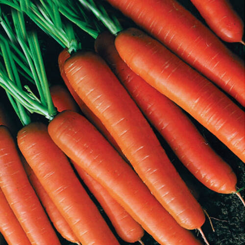 HAVUÇ Tohumu Nantes  Yerli 5 gram - 1