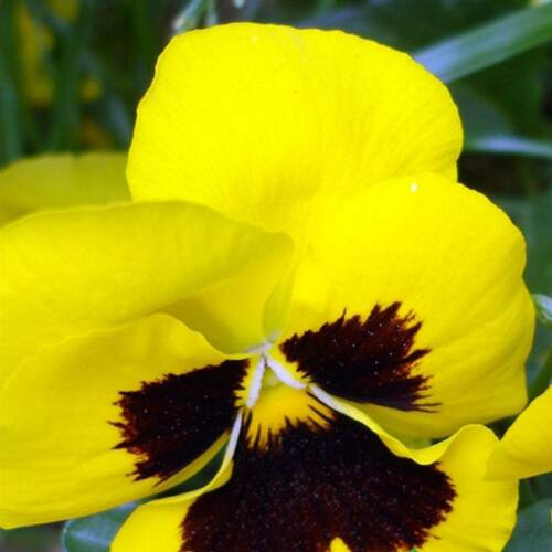 HERCAİ MENEKŞE Tohumu Yerli Viola  100 adet - 1