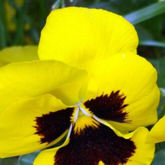 HERCAİ MENEKŞE Seed Viola  100 Seeds