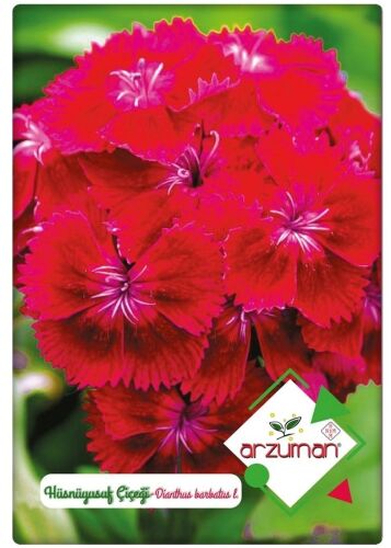 Hüsnüyusuf Çiçeği Tohumu Dianthus Barbatus İ. 100 Adet - 1