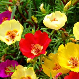 İPEK (Şellaki) Tohumu Yerli Portulaca grandiflora 100 adet 