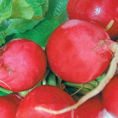 İri Kirmizi Turp Tohumu 25 Gr - 2