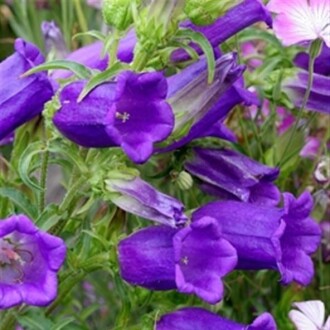 KADEH/ÇAN Tohumu Yerli Campanula L. 100 adet 