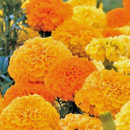 KADİFE Tohumu Yerli Tagetes L. 50 adet - 1