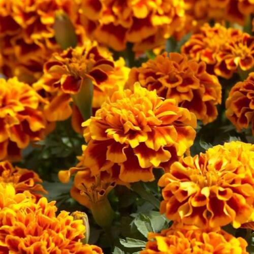 KARAGÖZ Tohumu Yerli Tagetes L. 50 adet - 1