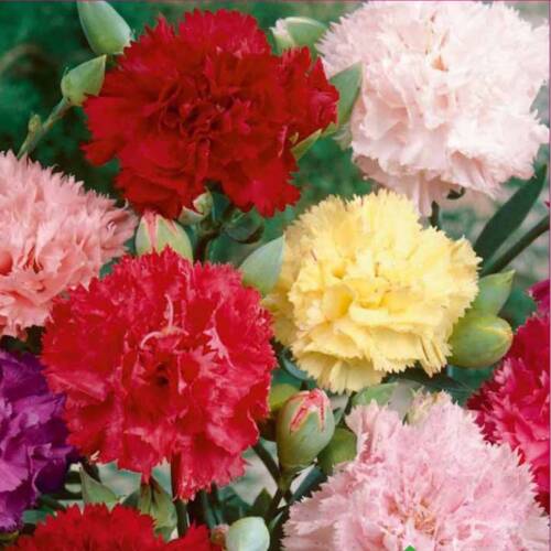 KARANFİL  Tohumu Yerli Dianthus caryophyllus 100 adet - 1
