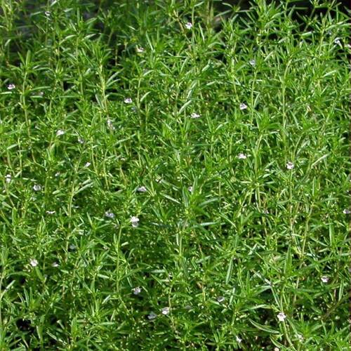 KEKİK Tohumu Yerli Satureja hortensis 100 adet
