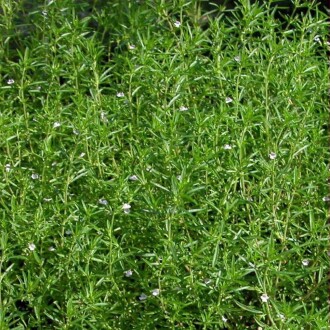 KEKİK Tohumu Yerli Satureja hortensis 100 adet 