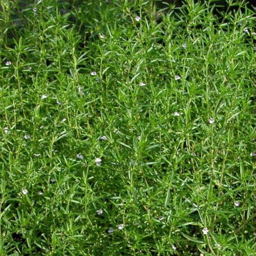 KEKİK Tohumu Yerli Satureja hortensis 100 adet - 1