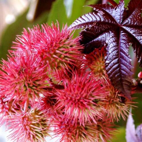 KENE ÇİÇEĞİ Tohumu Yerli Ricinus  communis 5 adet - 1