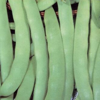 Kevser Sarıkız Oturak Fasulye Tohumu 50 Gr - 2