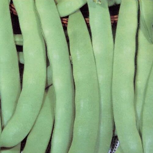 Kevser Sarıkız Oturak Fasulye Tohumu 50 Gr - 2