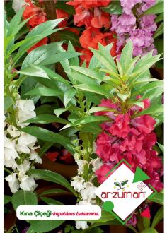 Arzuman Balsam (Henna Flower) Seeds (Impatiens Balsamina) 30 pcs